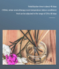 High Flash Point Aromatherapy Solvent - Customizable Evaporation for Essential Oils And Diffusers